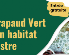 Environnement : Conférence sur le crapaud vert et son habitat terrestre